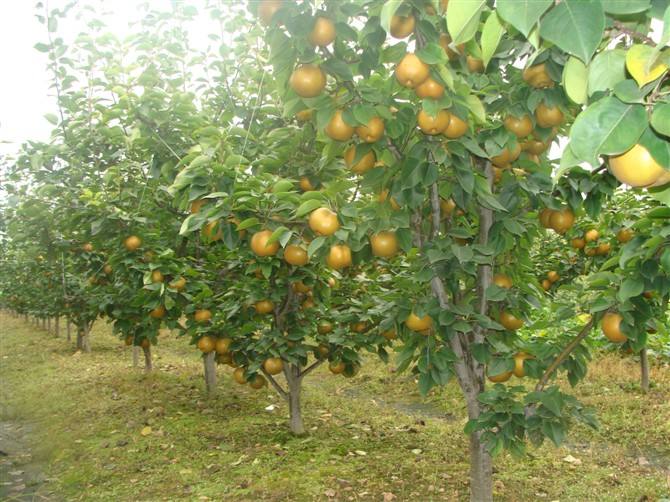 去年8月果子成熟前连着下了很长时间的雨,结果后种出的梨子很大但是糖