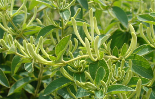 无锡北花金银花苗批发
