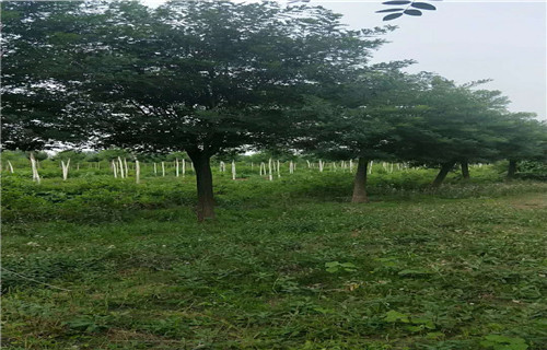 国槐树种植合作社来图定制量大从优