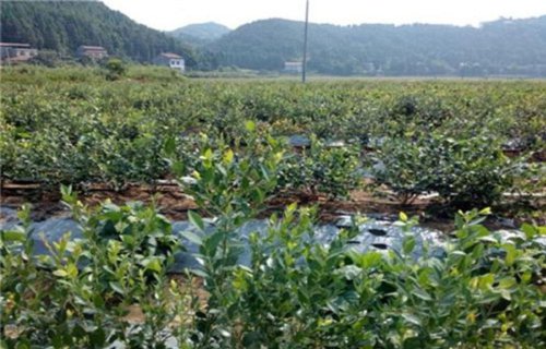 北部高丛蓝莓树苗【本地】厂家