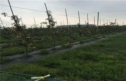 烟富7苹果树苗品种大全【当地】服务商