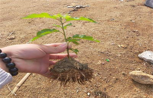 中熟樱桃树苗种植方法【当地】品牌