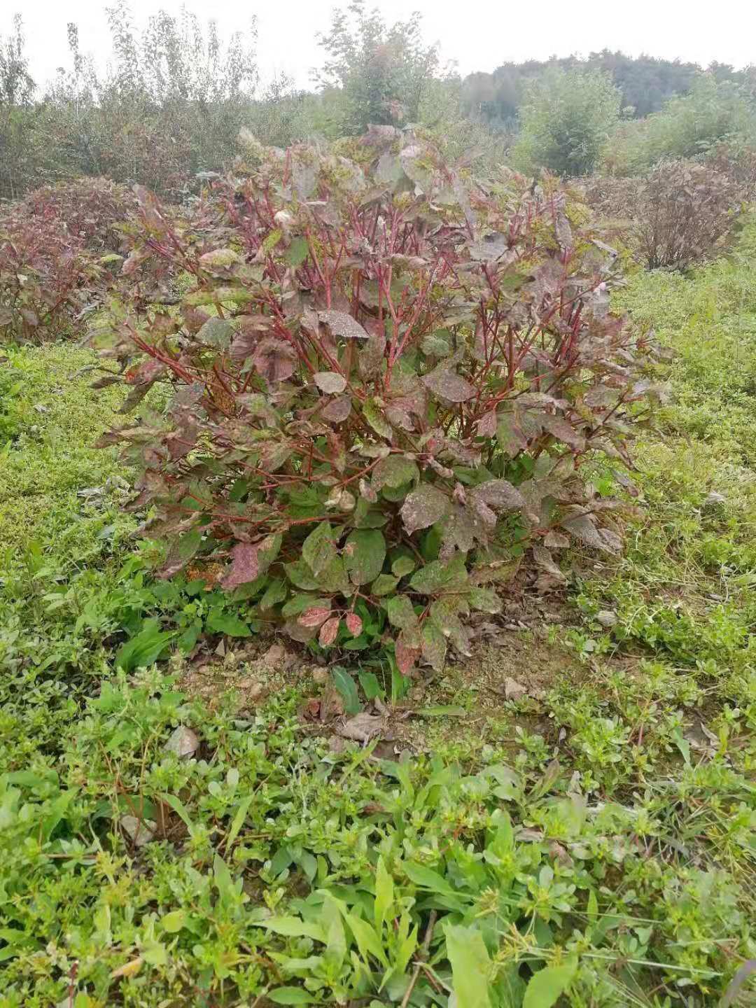 独杆金叶榆球大量批发无中介满足客户所需