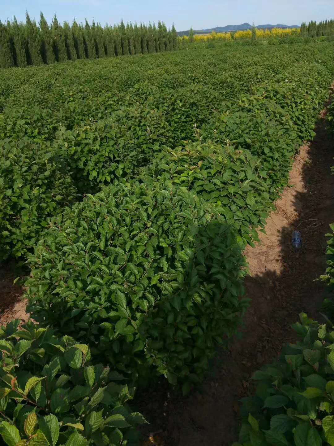 茶条槭球三角枫球24小时财富热线质量安心