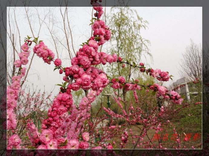 金叶风箱果小苗基地主营各种花灌木以质量求生存