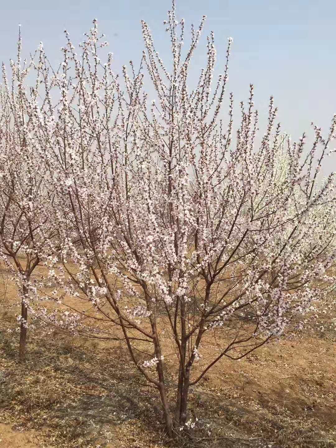 京桃/京桃小苗/丛生京桃树基地常年出售各种规格大小苗本地经销商