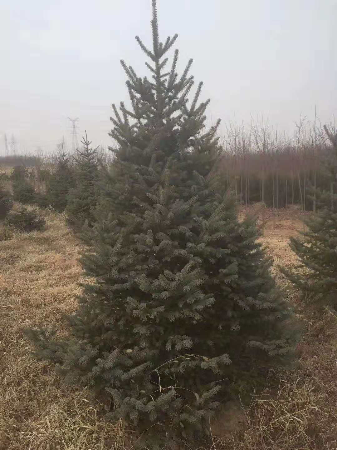 金叶卫矛/金叶卫矛小苗球基地常年出售各种规格大小苗【本地】生产厂家