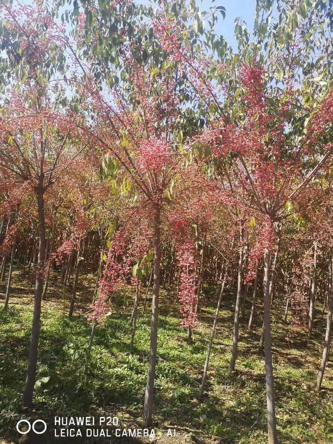 桃叶卫矛（丝棉木）卫矛球自家圃地主营各种乔灌木厂家采购