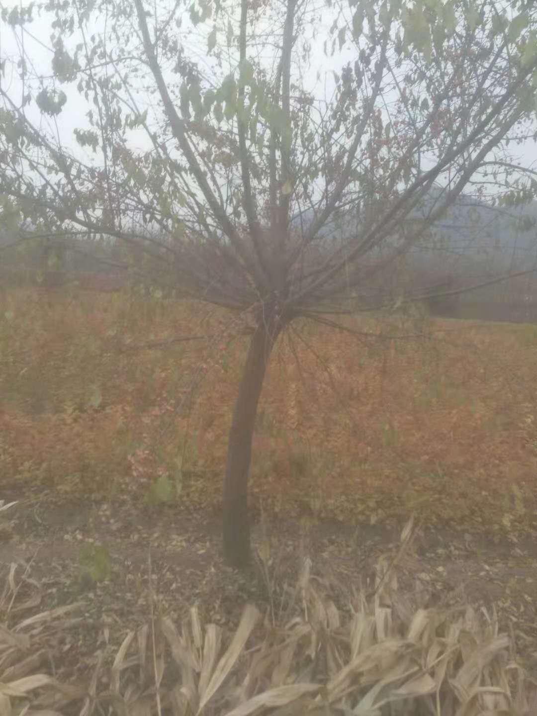 京桃/京桃小苗/丛生京桃树自家圃地主营各种乔灌木颜色尺寸款式定制