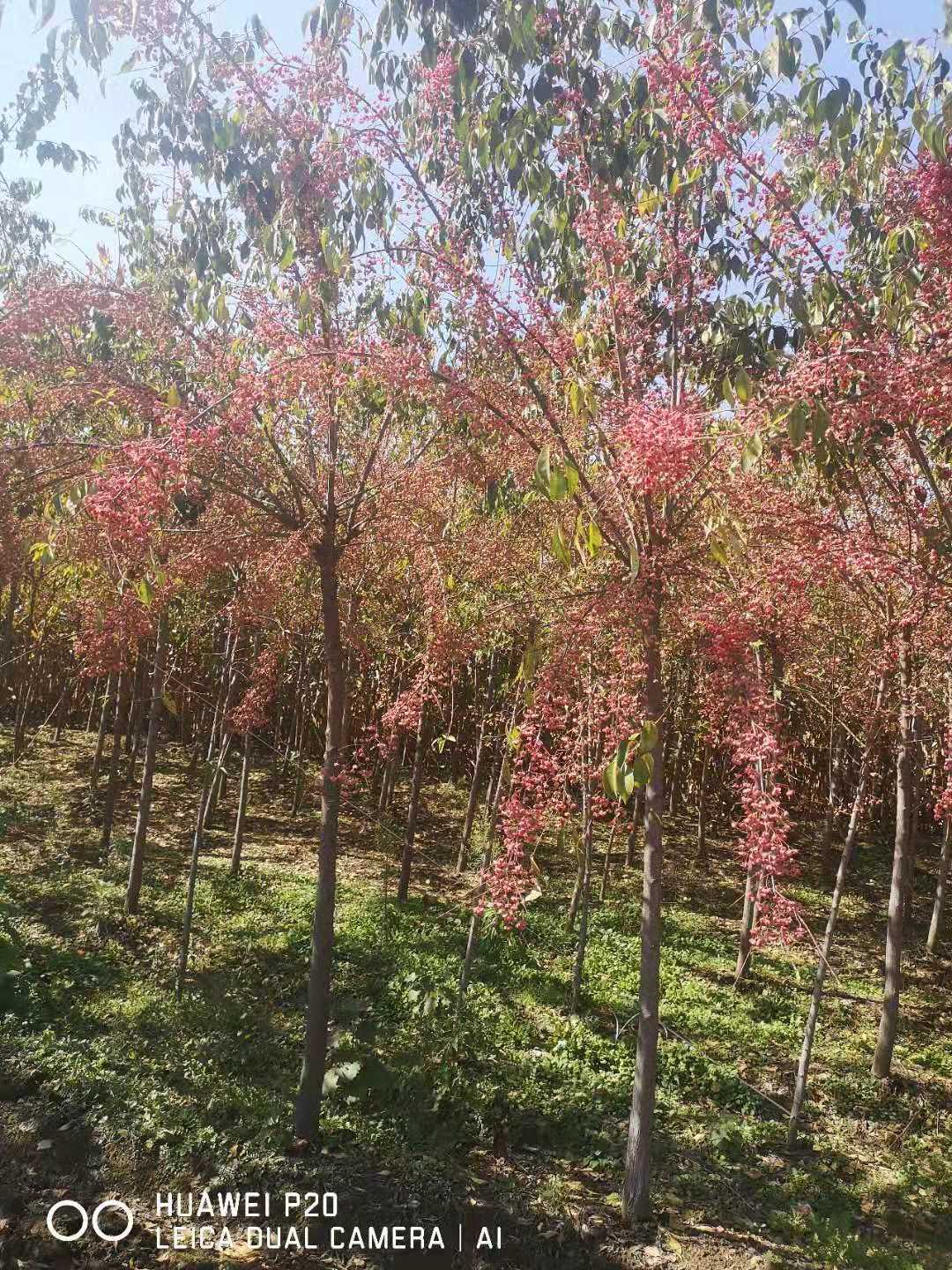 桃叶卫矛（丝棉木）卫矛球主营东北耐寒各种绿化苗木当地制造商