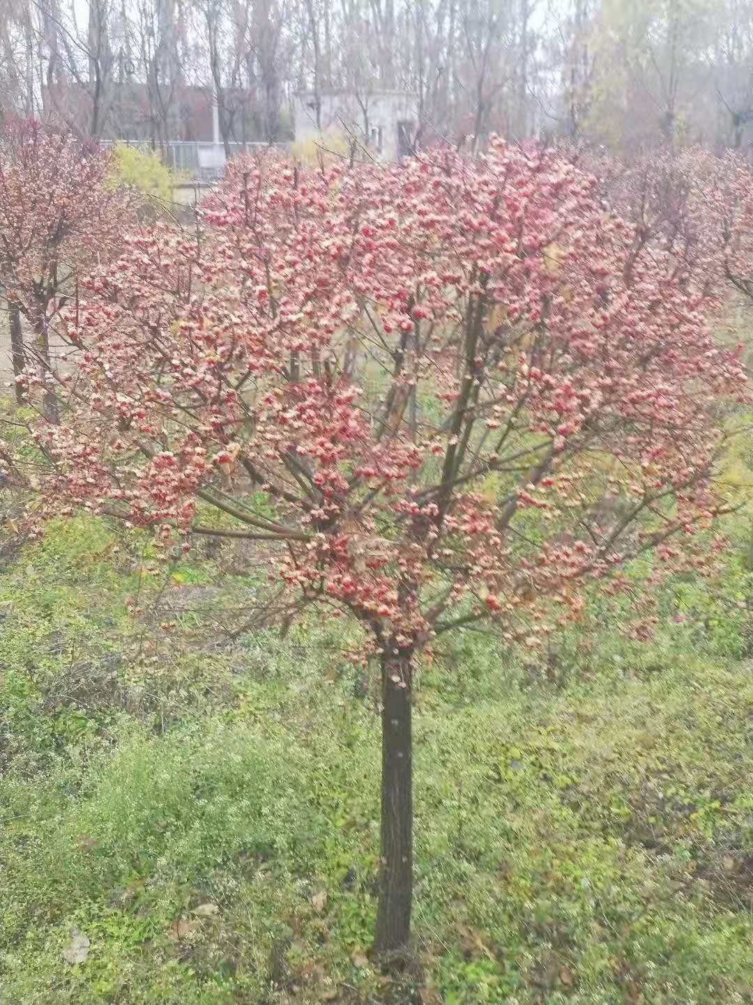 丝棉木/丝棉木球/丝棉木小苗基地常年出售各种规格大小苗分类和特点