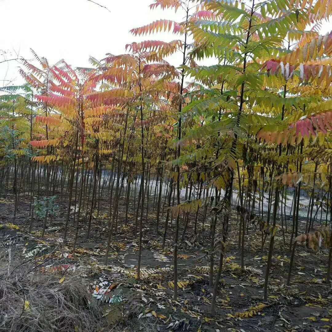 桃葉衛(wèi)矛/桃葉衛(wèi)矛球基地常年出售各種規(guī)格大小苗本地貨源