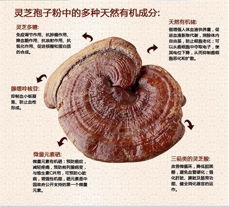 平桥灵芝技术培训精心打造